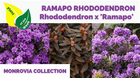 Ramapo Rhododendron Rhododendron X Ramapo Monrovia Collection