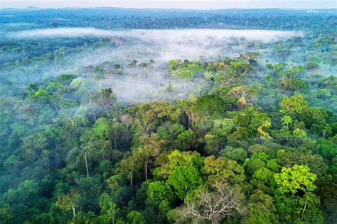 Quais Os Rumos Da Educa O Ambiental No Brasil Nos Ltimos Anos Uesb