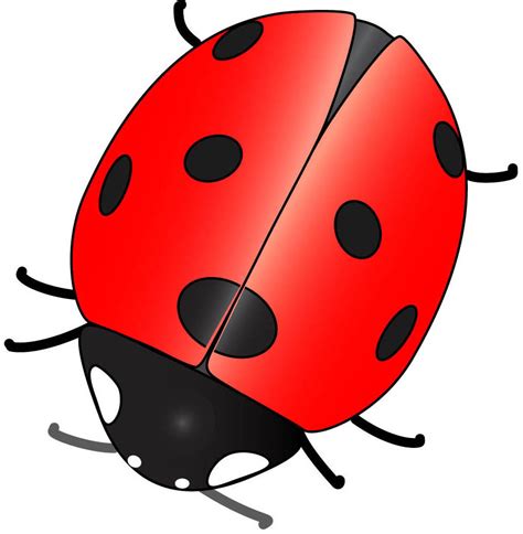 Cartoon Animal Clipart Ladybug Clipground