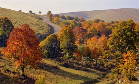 Vegetation Temperate Broadleaf And Mixed Forest Ecosystem Leaf Picture Image 109021428