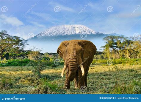 éléphants Et Mont Kilimanjaro Dans Le Parc National Parkonal D amboseli