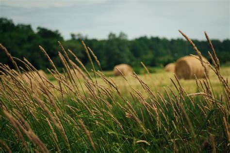 Hay Farming Essentials: A Comprehensive Guide to Growing Hay