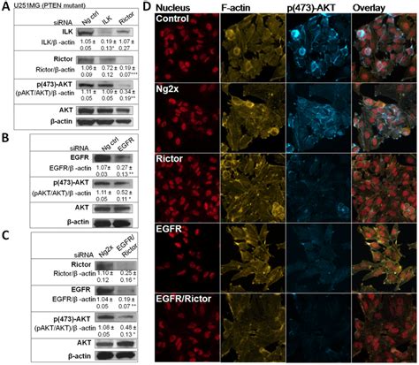 Transfection Of Sirna Sequences Specific To Rictor And Egfr Results In