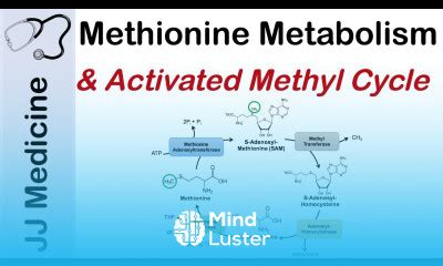 Learn Methionine Metabolism And Activated Methyl Cycle Pathway And