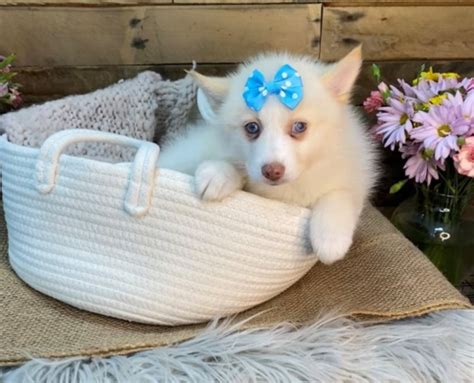 pomsky breeders Ontario | 1 buy pomsky in ontario