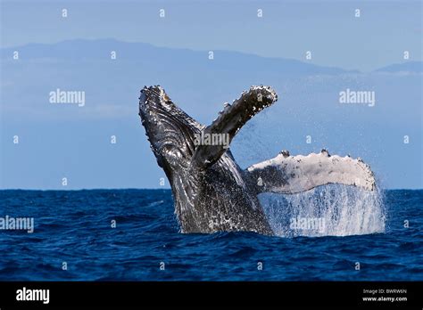 Whale Breaching Stock Photos & Whale Breaching Stock Images - Alamy