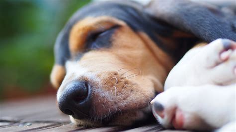 Sleepy Basset Hounds Only Wake Up For One Treat And Its Too Cute