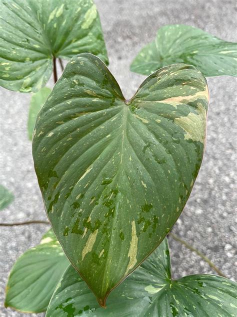 Stardust Homalomena Rubescens Variegated Furniture Home Living