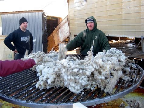 Gumbo Lily Shearing Or Bare Naked Sheep