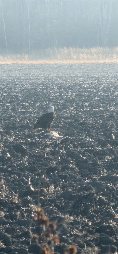 Bald Eagle amd Golden Eagle share breakfast in Central Michigan, USA