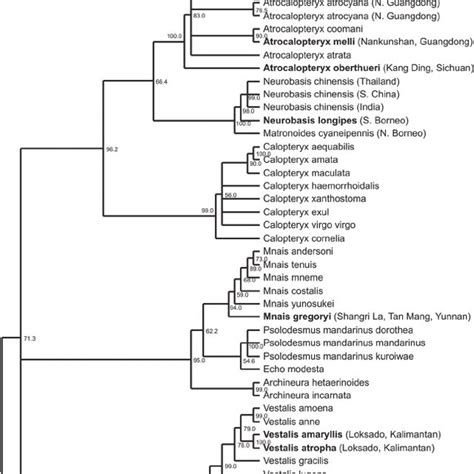 Maximum Likelihood Estimate Of The Phylogeny Of The Calopteryginae