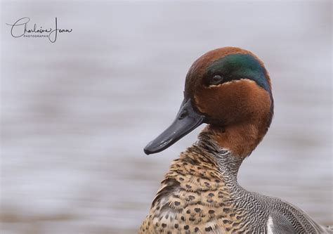 Sarcelle Dhiver Portrait Une Chance Inou E De Rencontre Flickr