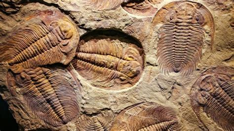 O Que Significa Fósseis - História: Fósseis de animais com mais de 560 milhões de anos ...