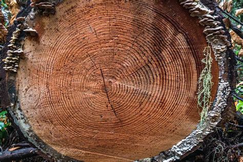 Redwood Tree Ring Age Buttonpy