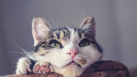 Do Cats Whiskers Grow Back The Complete Guide