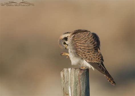 Peek A Boo Female American Kestrel Mia Mcphersons On The Wing