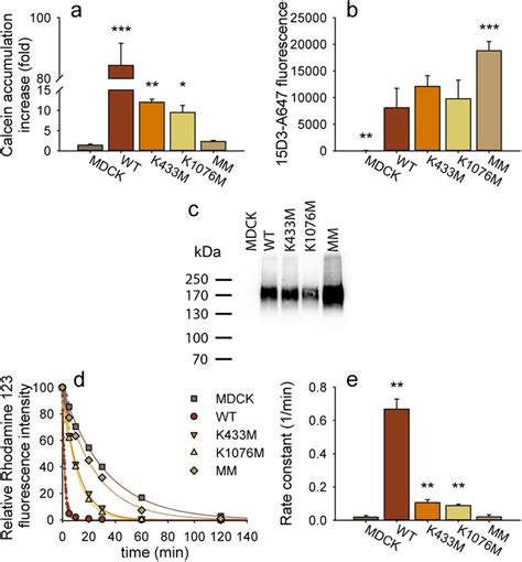 Functional Expression Of Wild Type And Walker A Mutant Human Pgp