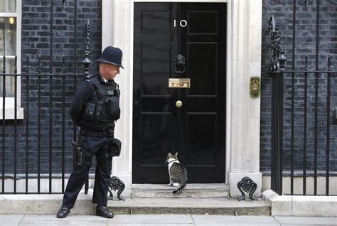 Qu Adviendra T Il De Larry Le Chat Chief Mouser De Downing Street Au