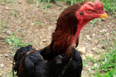 Descubre La Singularidad Del Gallo Con Colita Características Y