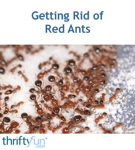 Getting Rid of Red Ants | ThriftyFun