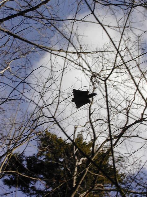 West Virginia Squirrel Season 2025 - Judye Gabriella