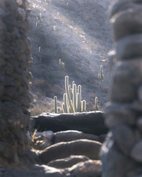 Photo of Cacti in a Desert · Free Stock Photo