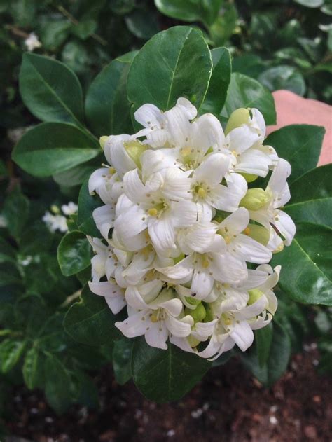 Jasmine Plants Garden Jasmine