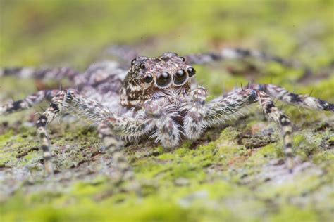 Z2A5705 Phaeacius Malayensis Jumping Spider Salticidae Flickr