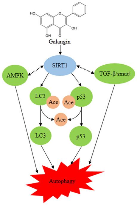 The Autophagy Inducing Effect Of Galangin In HCC The Actual Lines