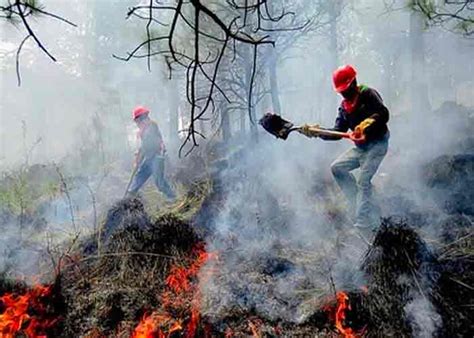 77 Incendios Forestales Afectan A Casi 25000 Hectáreas En México Tn8tv