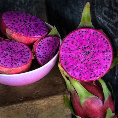 Dragon Fruit Plants Edgars Baby 2 Plants Ships Prompt