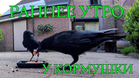 РАННЕЕ УТРО У КОРМУШКИ😊 #птицы #врановые #ворона #кормушка #наблюдение ...