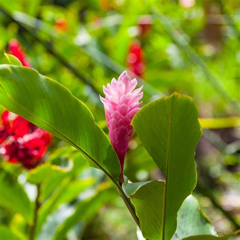 Pink Ginger Plant Flower Photograph by Craig Lapsley - Fine Art America