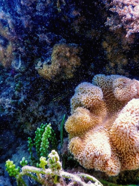 Premium Photo | Polyps of the coral underwater landscape reef