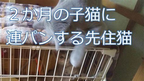 先住猫vs新入り猫の猫パンチ合戦が勃発！ Youtube