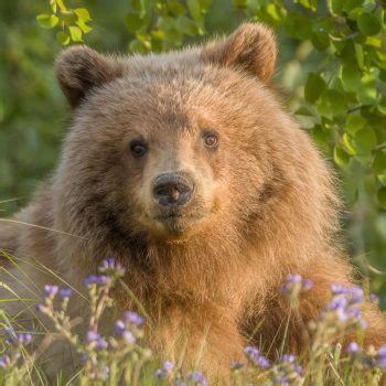 Brown Bear Cub Photo Contest Sponsored By Alaska Airlines