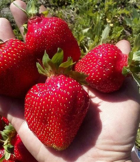 Продам саженцы виктории Сорт Фестивальная Телефон : 89525296221 | Куплю ...