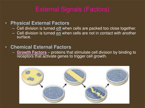 Ppt Chapter 5 Mitosis And The Cell Cycle Review Powerpoint Presentation Id 6334704