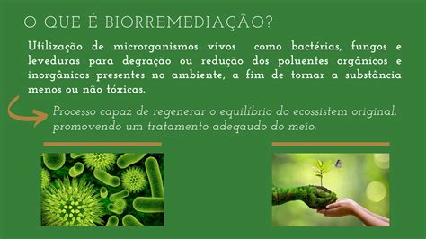 Solution Microrganismos Na Biorremedia O De Solos Contaminados Por