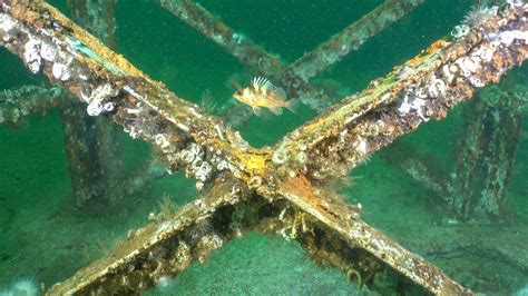 The Magic Of Artificial Reefs Pacific Navy News Pacific Navy News