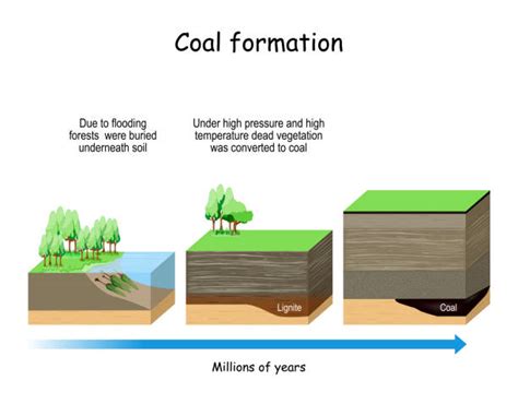 Coal Formation Animation