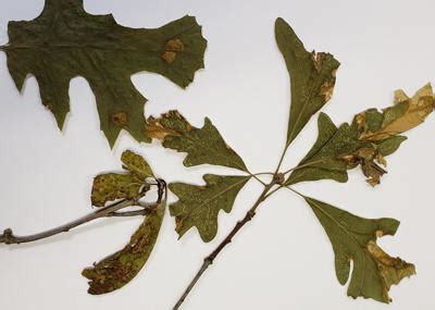 Anthracnose | Diseases of Forest and Shade Trees