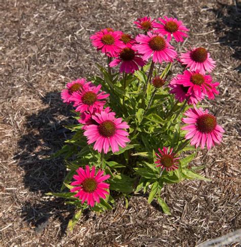 How To Plant Coneflower Complete Growing And Care Tips