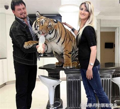 夫妻养了350斤大猛虎当宠物