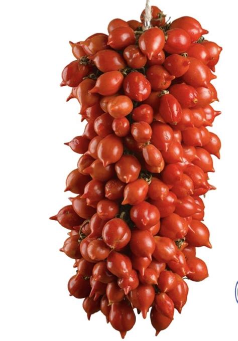 A Bunch Of Tomatoes Hanging From The Ceiling