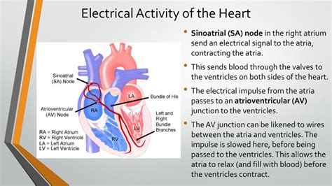 Senior Science Bionics Ppt Download