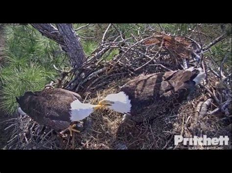 Watch Eagle Cam Live Streaming Online: New Updates As E9 Eats, Sleeps