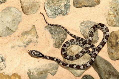 Corn Snake Pantherophis Guttatus Photograph By David Kenny Fine Art