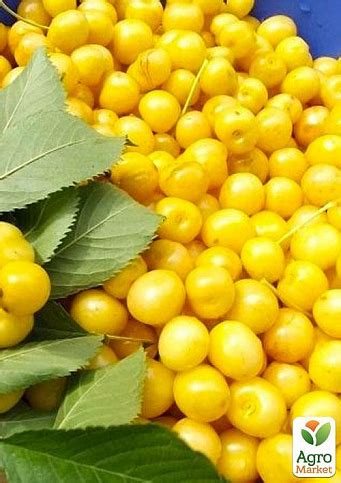Эксклюзив! Черешня глянцевого желтого цвета "Медовая сладость" (Honey ...