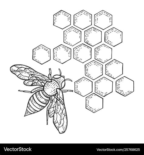 Bee Honeycomb Drawing